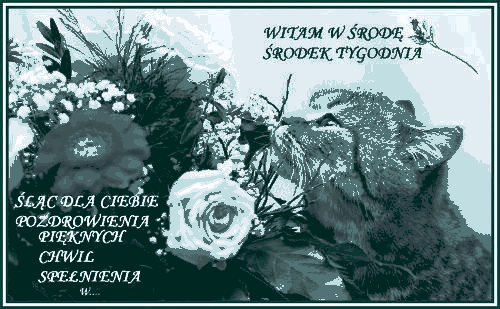 Kotek z kwiatami ślę pozdrowienia na środę